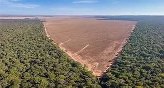 Desmatamento no Brasil registra queda de 20,6% em 2025