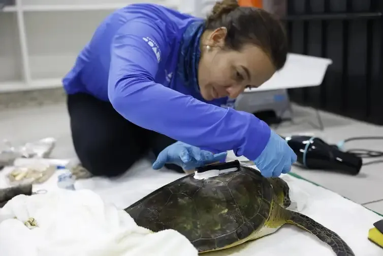 93,6% de uma amostra de peixes coletados em feiras e mercados do litoral paranaense apresentam microplásticos no trato digestivo.